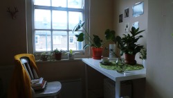 stefanysite:This morning I drank coffee while taking care of all the plants in my room. I am glad I have been more attentive to them so they are looking quite all right lately. 