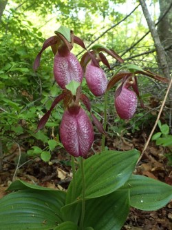 orchid-a-day:  In my woods: Cypripedium acauleSyn.:  Too many to list, including previously associated formsJune 2, 2019 