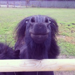 trotting-on:  canyoupleasefillthevoid:  Lmao, smile! #horse #pony #smile #cute  I THINK I JUST DIED LAUGHING. GIVE ME THAT PONY NOW PLEASE