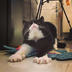 mostlycatsmostly:  Brownie in attack mode   (via Steve Pang)