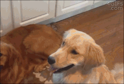 4gifs:  Dog treat catch fail. [video] 