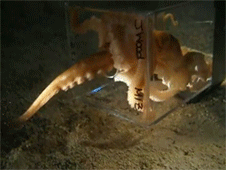 havocados:  wittyusernamed:  actualfarmerclintbarton-deactiv: Let us take a moment to observe the awesomeness of octopus.  My buddy read an article about octopus intelligence. It was feeding time, and the handler dumped some shrimp into an octopus’