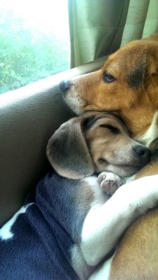 awwww-cute:  They really love each other