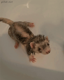 gifak-net:  video:   Ferret Relaxes in Bathtub     my babies~ &lt;3