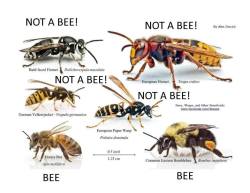 coolthingoftheday:  Bees are our friends. Wasps, hornets, and yellow jackets exist for literally no other reason than to destroy your happiness. Protect bees.