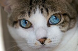 archiemcphee:  These awesome cats all share the same genetic mutation that give them their beguiling multi-colored irises. It’s called Heterochromia, specifically sectoral heterochromia, which causes part of one or both irises to be a different color