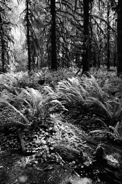 frommylimitedtravels:  ~ Deep green in black and white ~  Hoh Rain Forest - Olympic National Park   Making me miss home, need to plan a summer trip back&hellip; 