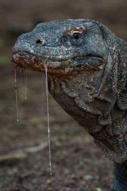 earth-song:  The saliva of the komodo dragon . It is filled with bacteria, because these animals love to eat dead animals. To be able to swallow , it produces a lot of saliva. They eat a lot. A meal can have almost the weight of your own body , which