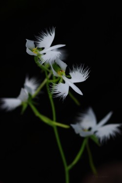 uyamt: 鷺草（さぎそう）  Fringed orchid (Habenaria radiata)