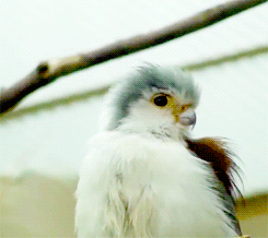 fat-birds:  national zoo pygmy falcon. 