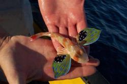 strangebiology:  smovas:  ikemarth:  manhood:  This animal needs to decide if it wants to be a fish or a butterfly you can’t be both  it can be whatever it wants as long as its happy  strangebiology  It’s a red gurnard, a species of sea robin! And