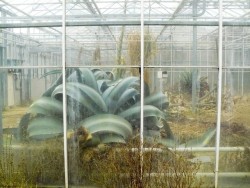 abandonedandurbex:These agaves seem to be doing fine in this abandoned greenhouse. Photographed by Liesje in Frederiksoord, a town in the Dutch province of Drenthe. [930x697]