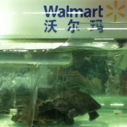 Wal-Mart sells turtles that you can eat. Yummy. #turtles #wtfchina #china #walmart #peta