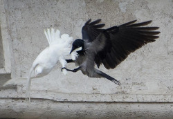 snpsnpsnp:  A black crow attacks one of the Pope’s white doves in my new favourite image of All Time / basically what Lars Von Trier takes two to four hours to capture with every try. 
