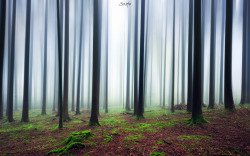 bmuqa: Blury forest October 2016, Zürich(Switzerland) Taken on a foggy morning in the woods of Zurich and edited with the motion blur in Photoshop. One shot: 19mm, ISO 100, f/5.6, 1 sec. 