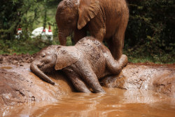 sixpenceee:An orphaned baby elephant basks in a mud puddle at the David Sheldrick Elephant Orphanage in Nairobi National park on October 15, 2014.Source: Goran Tomasevic / Reuters. 
