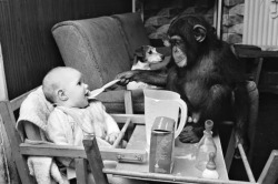 Judy, a two year old chimpanzee, feeding Tracey-Jane Clews in her grandparents&rsquo; home at Southam Farm Zoo, Warwickshire, July 1968.