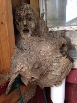 zooophagous:  sixpenceee:  A hornet nest forms around a mask in a shed and creates nightmare fuel.  This is the worst thing in the entire world   I just went numb