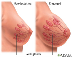 boobgrowth:  A diagram of how inducing lactation (or any lactation, for that matter) causes breast growth. For most, the swelling only lasts while you are producing milk. However, some are lucky enough to keep some of the growth after lactation.Keep the
