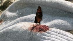 sixpenceee:The Madrilenial Butterfly is a blood-sucking species of butterfly. Although it eats nectar, it also drinks blood from the dead carcasses of animals.  