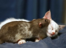 cornflakepizza:  Adopted Kitten and Pet Rat Become Instant Best Friends 