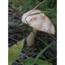Yesterday&rsquo;s #mushrooms &amp; #forest #trip   #лес #грибы 🍄 #загрибами #природа #красота #грибочки #отдых #nature #beauty #meal #Udmurtia #Удмуртия
