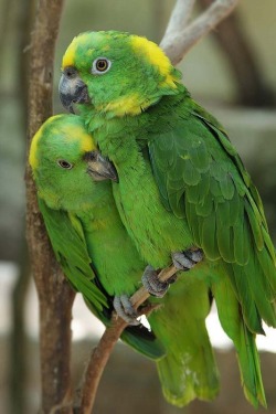 BFF – best feathered friends (Yellow-naped Amazon Parrots)