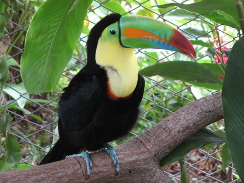 Keel billed toucan