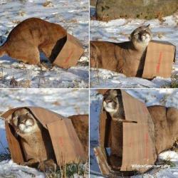 tooiconic: artemisbarnowl:  markv5: Большие кошки тоже любят коробки.  “big kitties also love boxes”  oh my god he is so happpy  =3