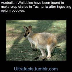 crazyjetty:  ultrafacts:    In 2009, the attorney general for the island state of Tasmania stated that Australian wallabies had been found creating crop circles in fields of opium poppies, which are grown legally for medicinal use, after consuming some