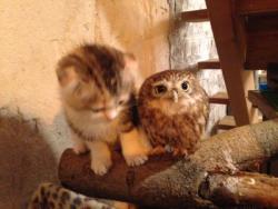 feathercut:  Kitten and owlet friendship (source)  