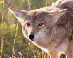 linn-bruadair:  Coyote 