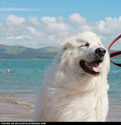 aplacetolovedogs:  Gorgeous Great Pyrenees Flumpy enjoying a beautiful day at the beach! @_justjess_ For more cute dogs and puppies