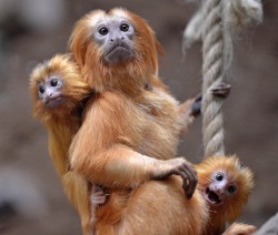 Every family has that one photobomber&hellip; (Golden Lion Tamarins)