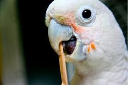 neurosciencestuff:  Cockatoos pick up tool use and manufacture through social learning Two years ago, we brought you the story of Figaro, a Goffin’s cockatoo that lived at a research center in Vienna. These birds don’t use tools in the wild—Figaro’s