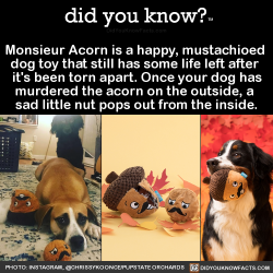 did-you-kno:Monsieur Acorn is a happy, mustachioed  dog toy that still has some life left after  it’s been torn apart. Once your dog has murdered the acorn on the outside, a  sad little nut pops out from the inside.  Source Source 2
