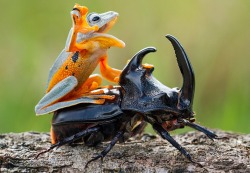 Hi-ho Silver, awaaaay! (Indonesian flying frog atop a woodboring beetle)