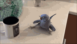 4gifs:Darwin, an Indian ringneck parakeet, gets a crush on the bird on the coffee mug. [video]