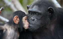 funnywildlife:    Baby chimpanzee ‘Quentin’ kisses his mother ‘Gin’ in a wildlife park in the Democratic Republic of Congo.Picture: Andrey Gudkov / mediadrumworld.com  