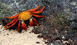 earthporn-org:  Sally Lightfoot Crab, Galapagos Islands, Ecuador