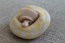 sweet-slither-friend:  (◕‿◕✿)