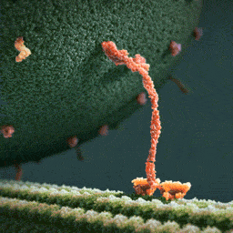 eternal-nova:  sixpenceee:Kinesin is a protein that moves things around the cell. That filament is a protein strand that gives the cell structure. That vesicle is a big blob full of cellular product that the cell wants to transport somewhere else. It