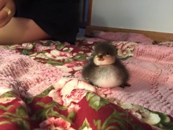 thecutestofthecute:  awwww-cute:  Fattest baby duck (Source: http://ift.tt/1JOrnES)  Ohh my. 