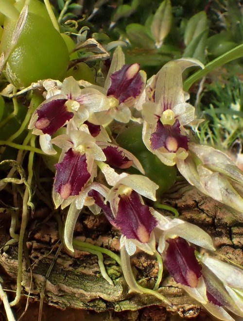 orchid-a-day:  Bulbophyllum roseopictumSyn.: Ione bicolor; Sunipia bicolor; Dipodium khasyanum; Ione khasyana; Bulbophyllum bicolor November 19, 2019 