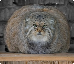 songofsarcasm:  tairupanda:  derschneefiel:  The Pallas´s Cat, also called Manul, is a small wildcat living in the grasslands and steppe of central asia.It is named after the german naturalist Peter Simon Pallas, who first described the species in 1776.