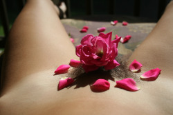 naked-yogi:  roses Please only reblog with caption intact.