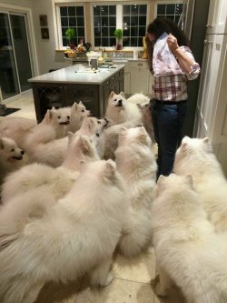 robfordthemusical:  hellabanter:  worldofthecutestcuties:  A pack of samoyeds  what the fuck  the exact opposite of a problem 