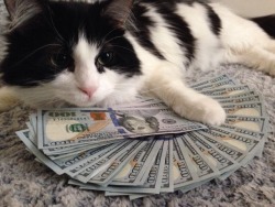 thorins-magnificent-ass:  badgersmarblesarelost:  meleedamage:  lyrium:  branch-and-root:  fushark:  hitpass:  prescriptionquality:  alxbngala:  Money Cats masterpost,   to have your LIFE!! filled with money.  FUCK MAN  NOT RISKING THIS ONE  So much cats.