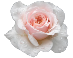 transparent-flowers:  White Rose. 