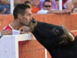 theveganmothership:    This is a picture of the man who raised him from a calf,watched him be born,then sold him to the arena. When the bull was in the arena,injured,and could endure no more,he realized his owner was there,and in desperation ran to him